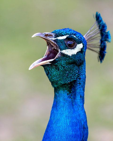 Der Schrei von Uwe Ulrich Grün