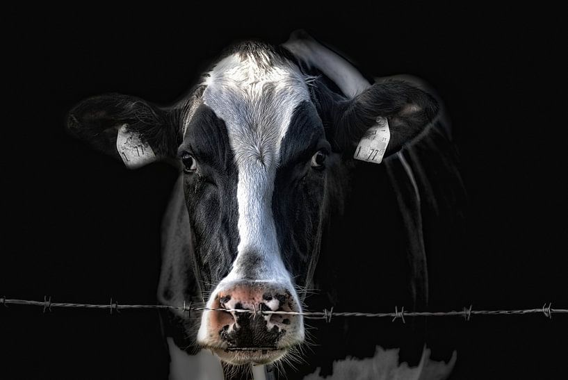 sad Lisa von Joachim G. Pinkawa