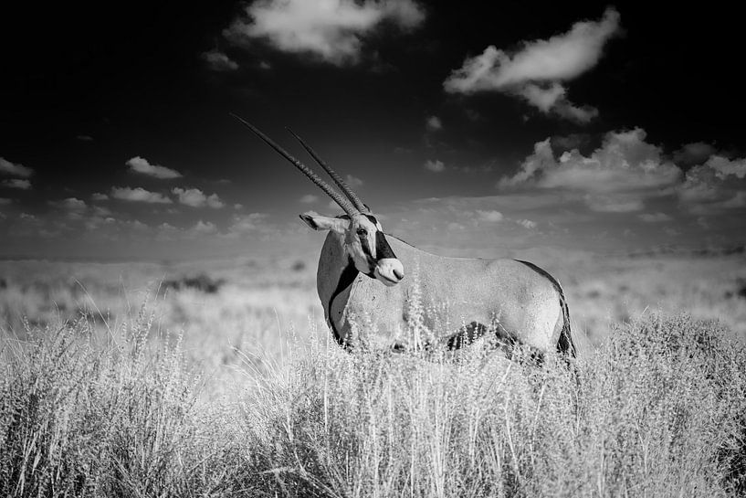 Oryx von Tilo Grellmann