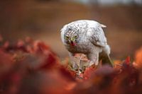 Autour des palombes dans les feuillages d'automne