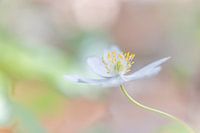 Fragiele Bosanemoon in teer pastel. 