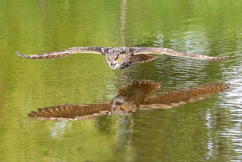 Oehoe scherend over water van Jan-Willem van Rijs