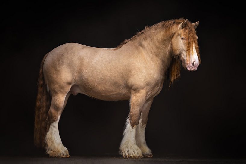 Irish Cob | horse photography | draft horse | coldblood horse by Laura Dijkslag