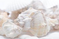 Muscheln im Ibiza-Stil