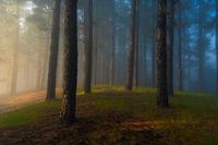 Kiefernwald mit Nebel (La Palma)