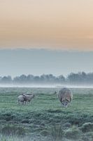 Lambs in the pasture