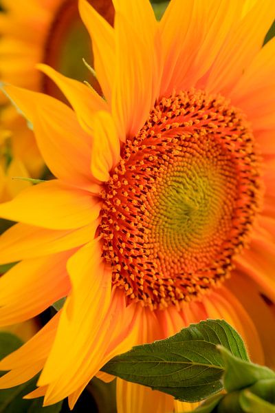 Sunflower by Thomas Jäger