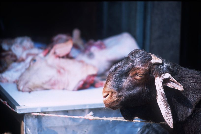 oog in oog van Stefan Havadi-Nagy