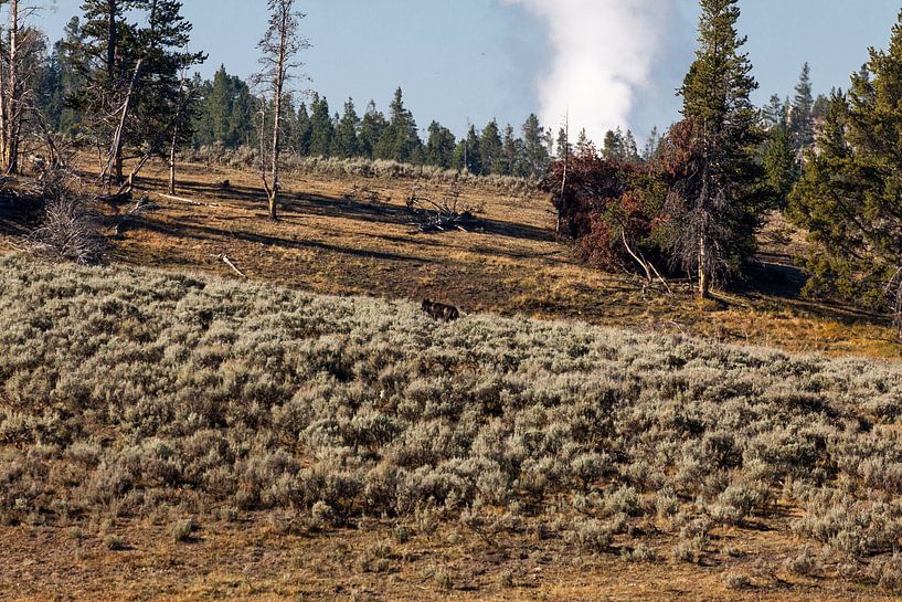 Alles aus Yellowstone von Stefan Verheij