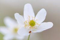 Wood anemone with insect