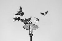 Pigeons on lamppost Vondelpark