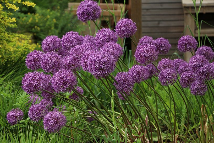 Ornamental garlic flowers by Christiane Schulze