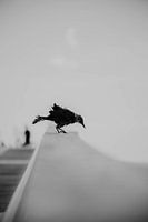 Bird on balustrade pier