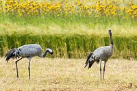 Kraanvogels in graanveld