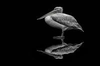 reflecting pelican