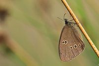 Ringlet