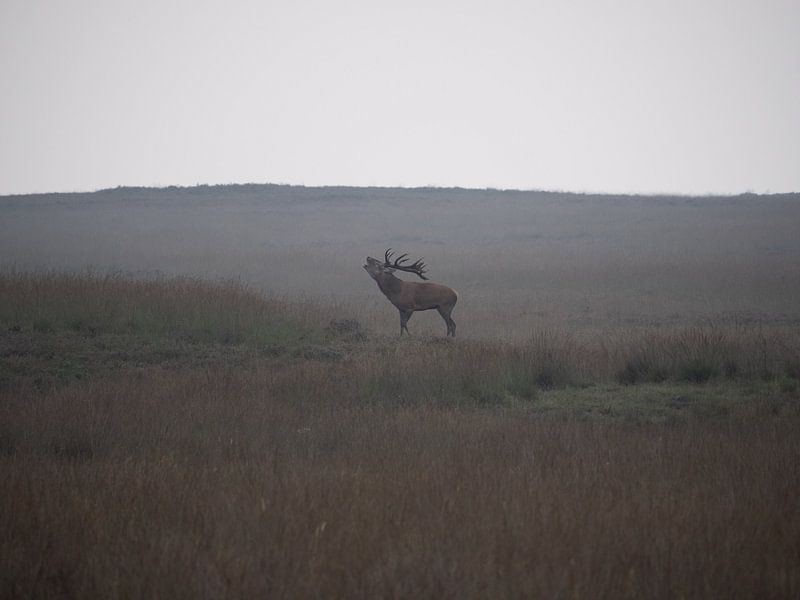 Deer rutting on the Hoge Veluwe by Signatuur Fotografie
