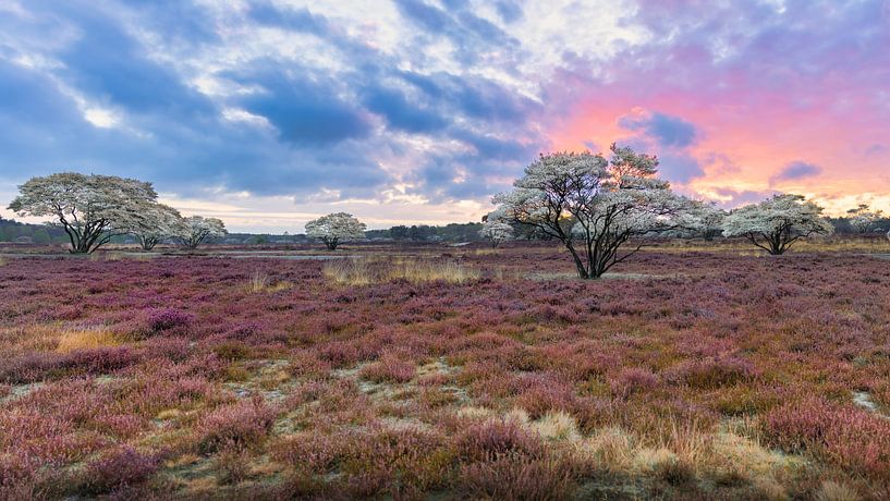 Sahara of the Netherlands by Anthony Trabano