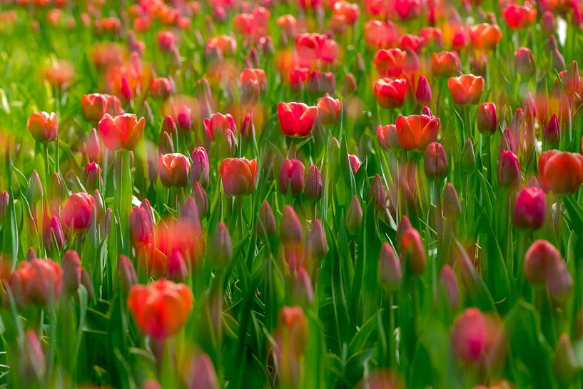 Leuchtend rote Tulpen in grüner Umgebung von Lucia Kerstens