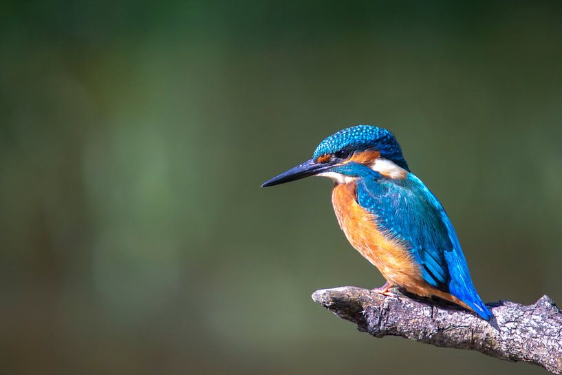 Eisvogel von Maurice van de Waarsenburg