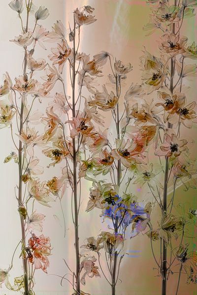 Larkspurs par Saskia Dingemans Awarded Photographer