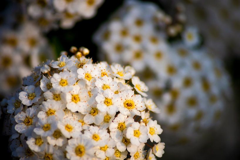 Weiße Blumen von Anthony Trabano