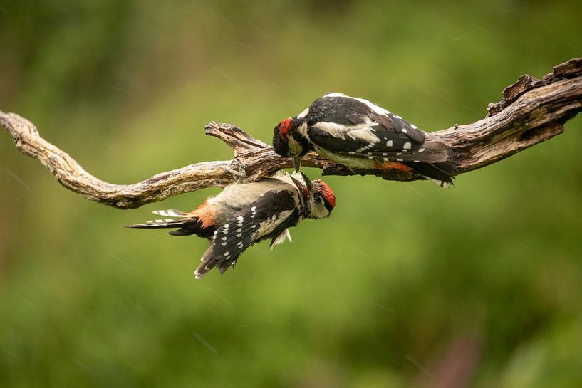 Buntspecht wird gefüttert von Tanja van Beuningen