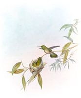 Allied Emerald, John Gould