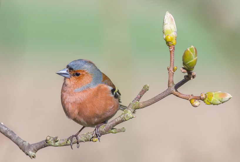 Finch in a spring setting by Jan Jongejan