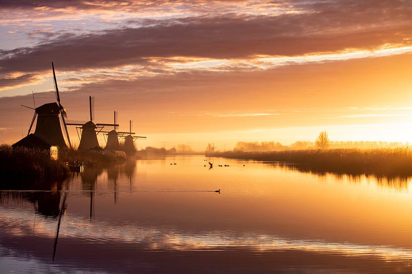 Holländische Träume von Claire Droppert