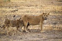 Wildlife Tanzania, lioness and cub