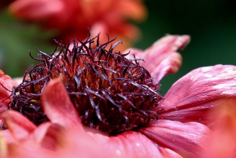 flower by Gerda Guichelaar