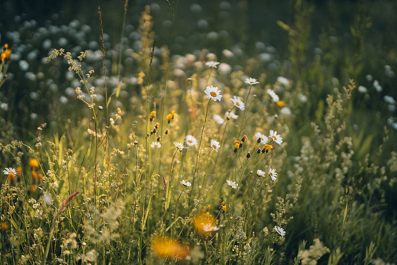 L&#039;art du printemps par Imagination by Mieke