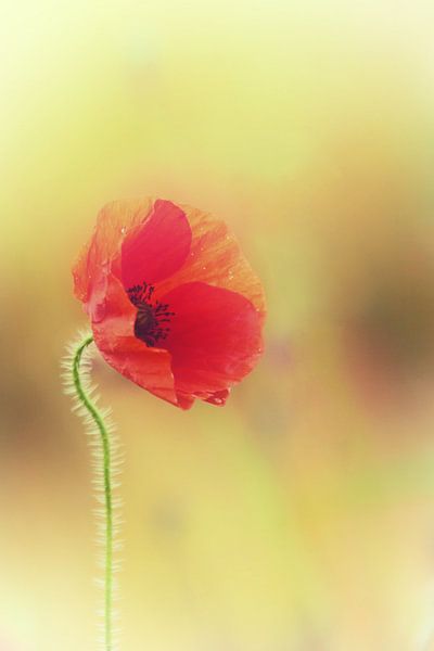 poppy by Yvonne Blokland