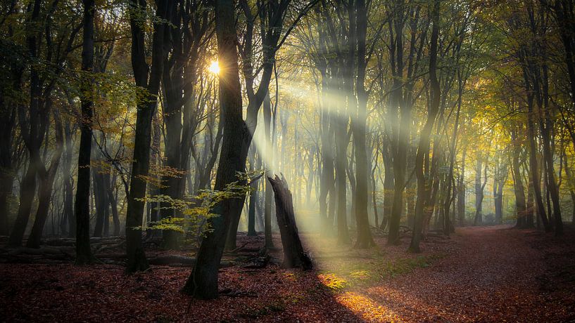 Sonnenstrahlen von Rob Sprenger