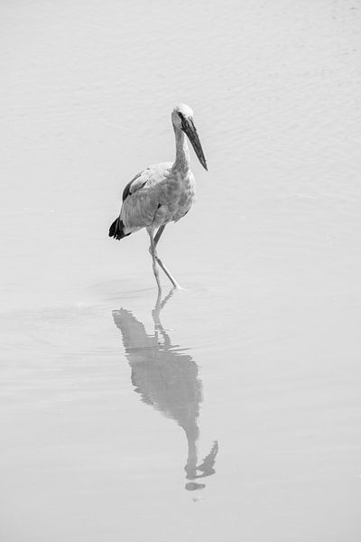 Reflet de la sérénité - L'Indian Yawner en monochrome par Femke Ketelaar