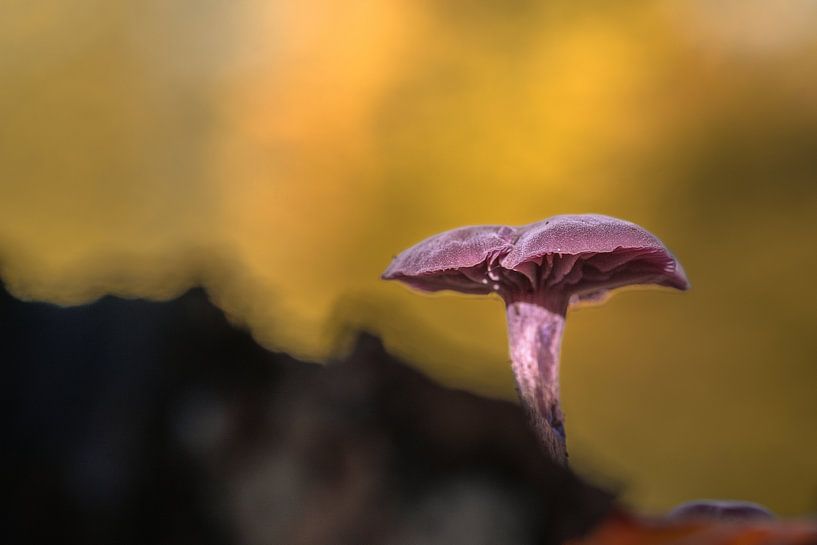 Amethyst mushroom also known as red cabbage mushroom by Anouk de Vries
