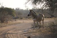 Zebra in Africa