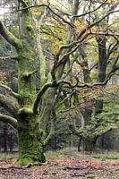 Old mossy beeches