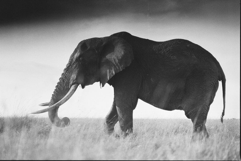 Un tusker solitaire dans le Masai Mara par Rogier Muller