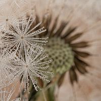 Verstecken sich hinter dem Flauschball
