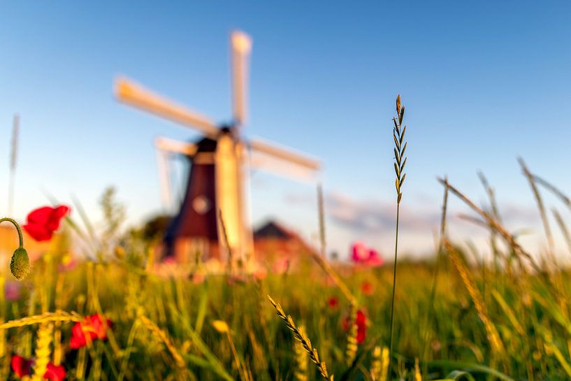 Fleurs sauvages par Johan Mooibroek