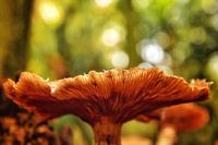 Pilz mit Bokeh