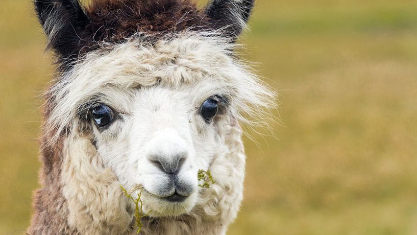 Portrait d'un alpaga blanc par Hilda Weges