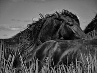 Friesian horses in the wind 5