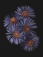 Macro photo of blue-purple anemones