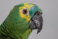 Perroquet vert d'Amazonie