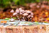 Paddenstoelen op een boomstronk