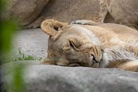 Die Löwenkönigin beim Nickerchen