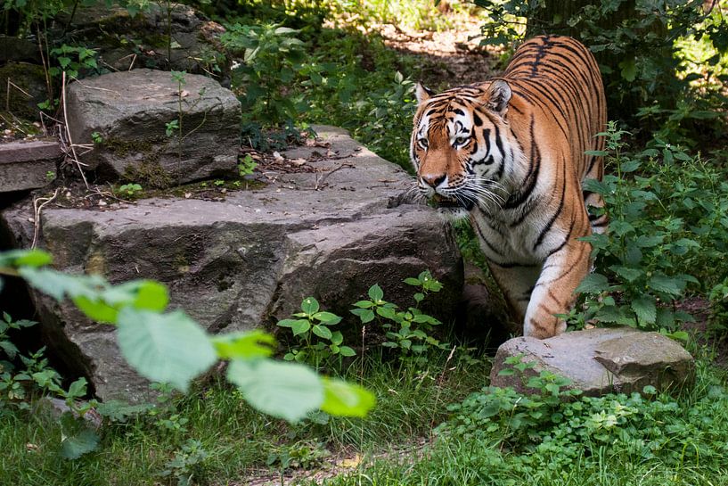 Amur Tiger or Siberian Tiger : Ouwehands DIerenpark by Loek Lobel